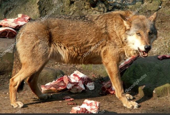 Lobo