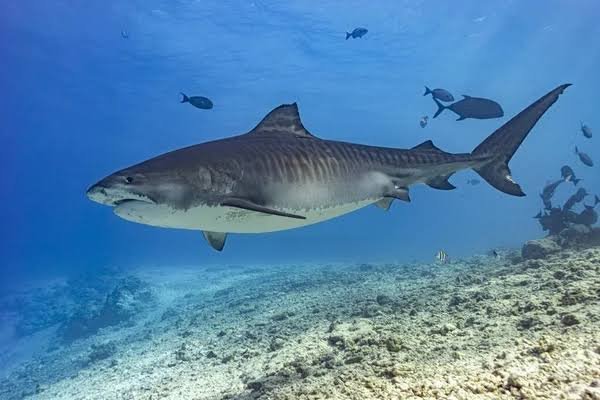 Tiburón