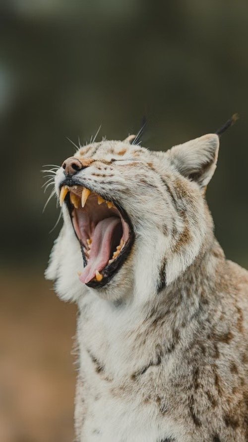 Tigre